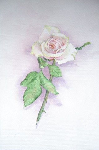 Eva Tamm, Rose Aquarell