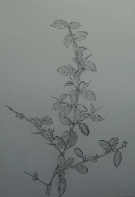 Eva Tamm, Schlehenzweig