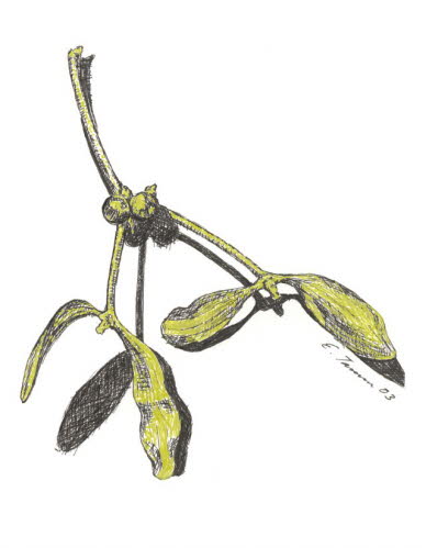 Eva Tamm, Mistel gold