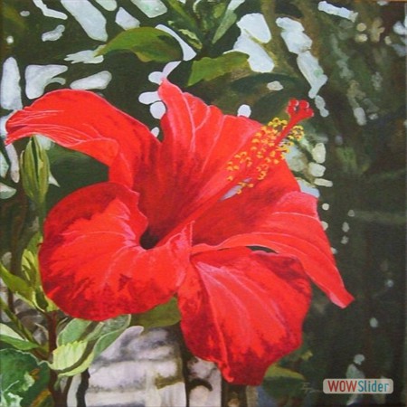 Hibiskus 01-01